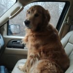 Vet prescribed for inflammation, makes his coat incredible.