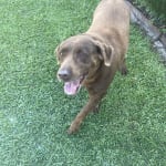 This medication is helping our old girl