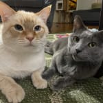 Picky cat LOVES these