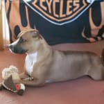 This medication is best for my pets.