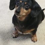 Helps with a variety of issues. Expect fewer vet visits!