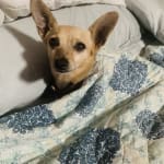 Visbiome cured my chihuahuas dog IBS