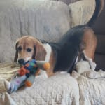 This medicine is helping my pet