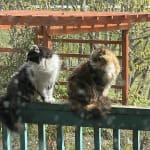 Crossblock is a great vet recommended product