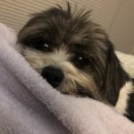 This medication works