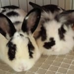Great for senior rabbit