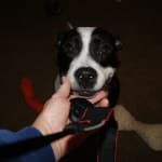 This seems to be helping my pet stay well.