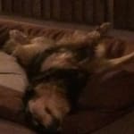 1 1/2 pills for ea. dog works well.No scratching and chewing