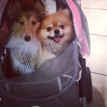Good for Shetland sheepdog & Pomeranian