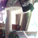 The only flea med to work on cats-highly recommended