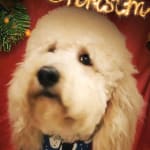 I'm a regular customer - good price, quick delivery!