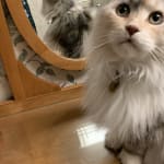 Blood -free brushing