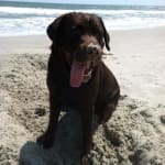 Posatex otic suspension