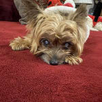 Great for aiding reduce inflammation in eyes