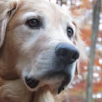 Provecta Advanced for Dogs Monthly Topical Treatment VetRxDirect