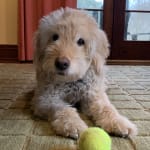 Miracle drug for our 12 year old pup