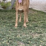 Immune boosting mushrooms