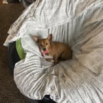 This medication helped my pet!