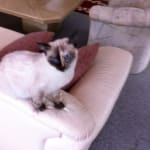 Seamless Transaction