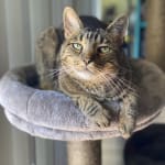 This medication helped my pet