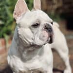 This medication really helps Humphrey with his digestion