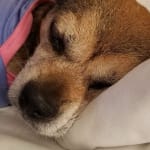 My Blind dog gets these eye drops to keep her eyes moist.