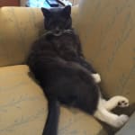 Cisapride has changed our cats life.