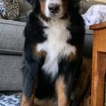 Peace of Mind for Large Dog