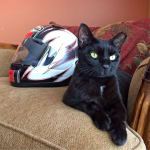 Keeps Kit Kats gut healthy during antibiotic tx