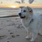 Supplement for my older pups