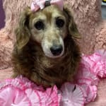 This medication helps my Lilly to feel well.