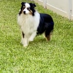 Great for Coat and Skin