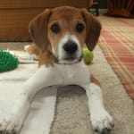 The best ear cleaner ever! Never use anything else!