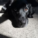 Helps with skin irritation