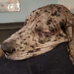 Why go to the vet and spend more?