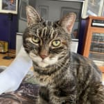 This medication helped my pet