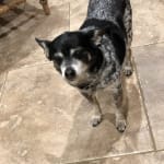 Midge says Thank You ♥️