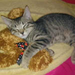 1st purchase with vet RX -Excellent Service