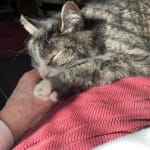 Great for my elderly cat