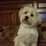 This medication has helped my Pet