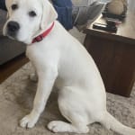 Absolute Best Probiotic for Loose Stool