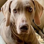 If your dog gets UTIs frequenty....