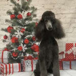 Love the honey oat bears!