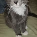 Affordable and effective flea treatment