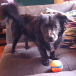 Worked great for my little dog