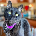 Merlot loves Vet Rx Direct!  😻