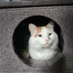 one of the only places with this in stock!