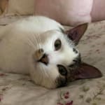 Meds helped my cat be happier and more comfortable