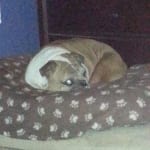 Really helps my rescued Bulldogs