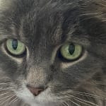 You CAN teach an old cat new tricks!